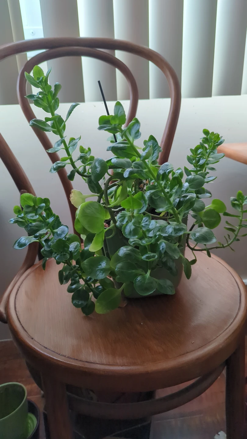 Potted Succulent Plant - photo 2