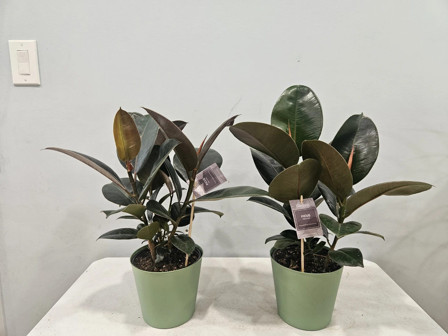 Ficus (Rubber) Elastica Melanie Plants
