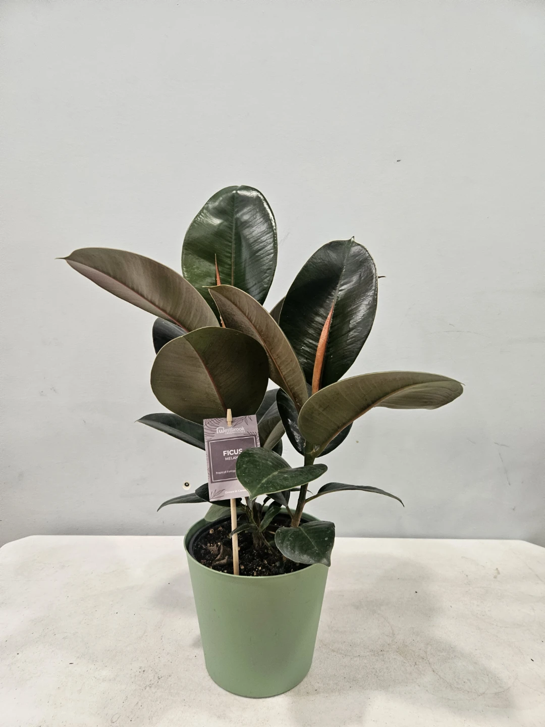 Ficus (Rubber) Elastica Melanie Plants - photo 2
