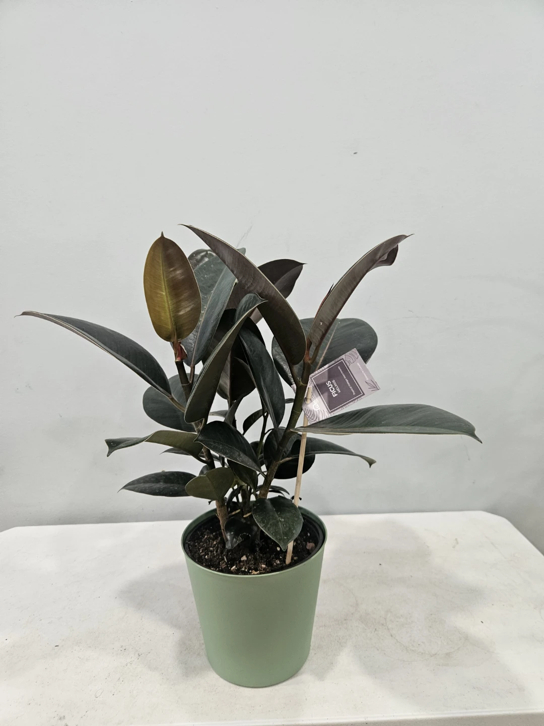 Ficus (Rubber) Elastica Melanie Plants - photo 3