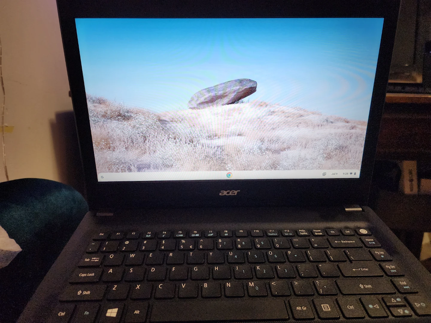 Acer crombok - photo 2