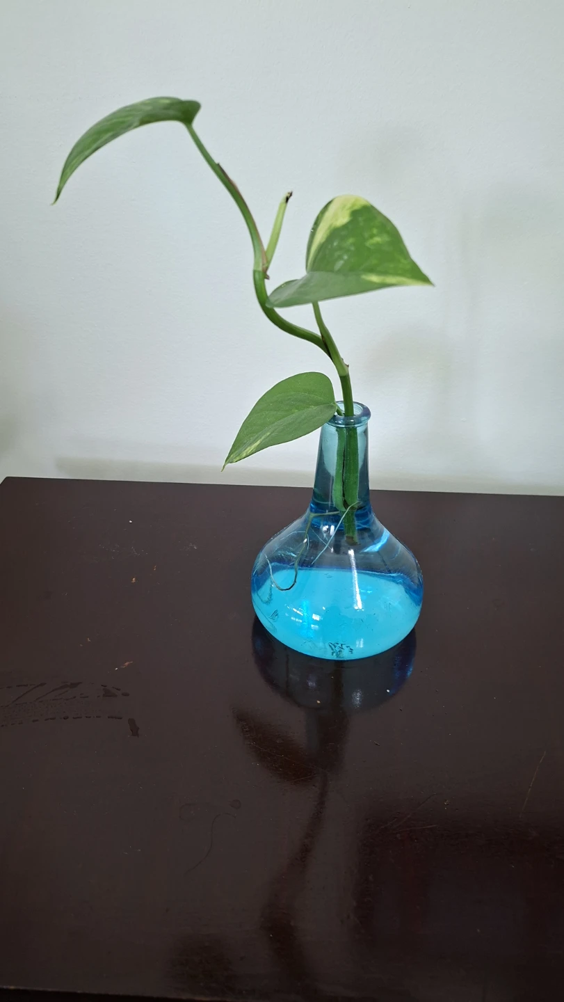 Pothos Plant Cutting in Blue Glass Vase