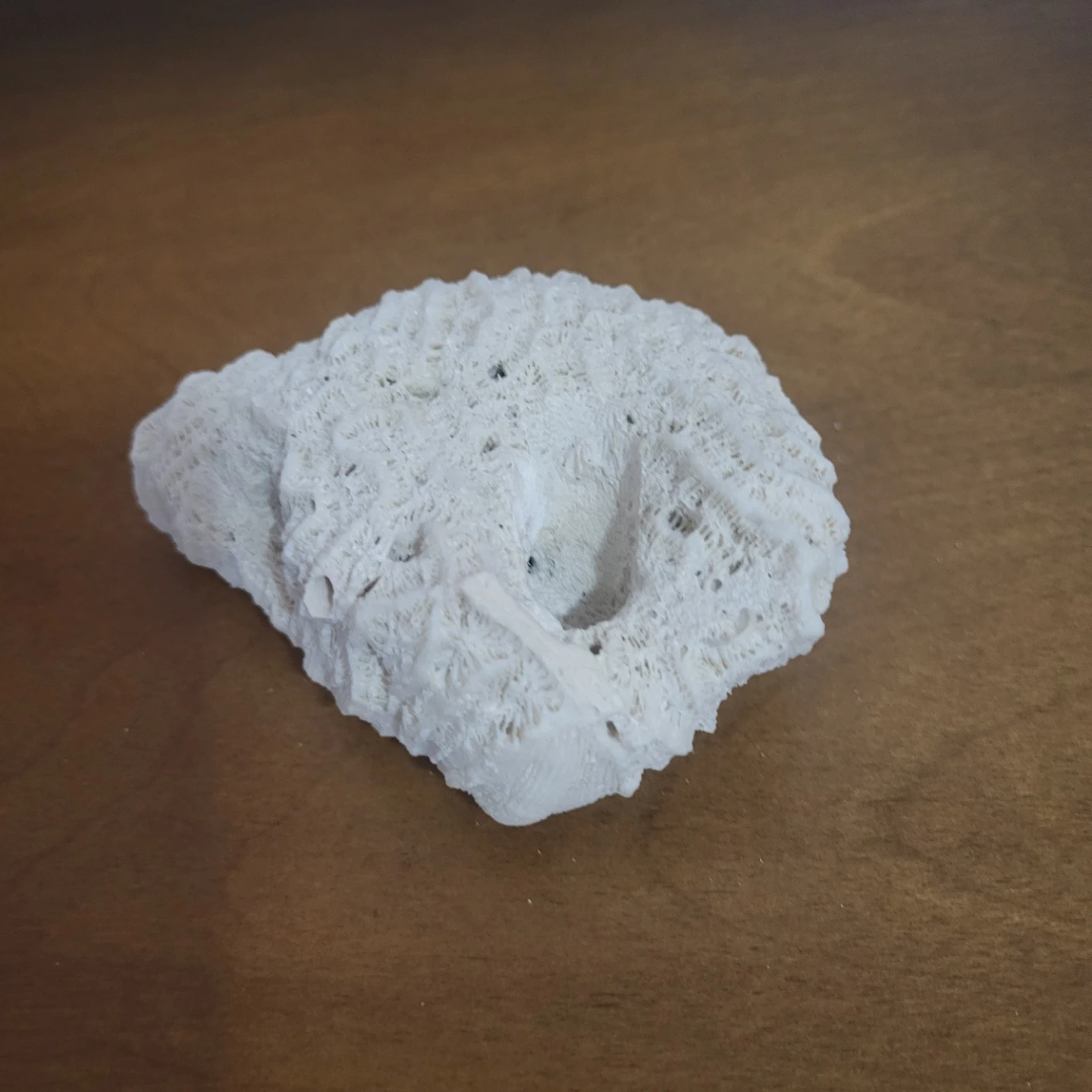 White Coral Specimen