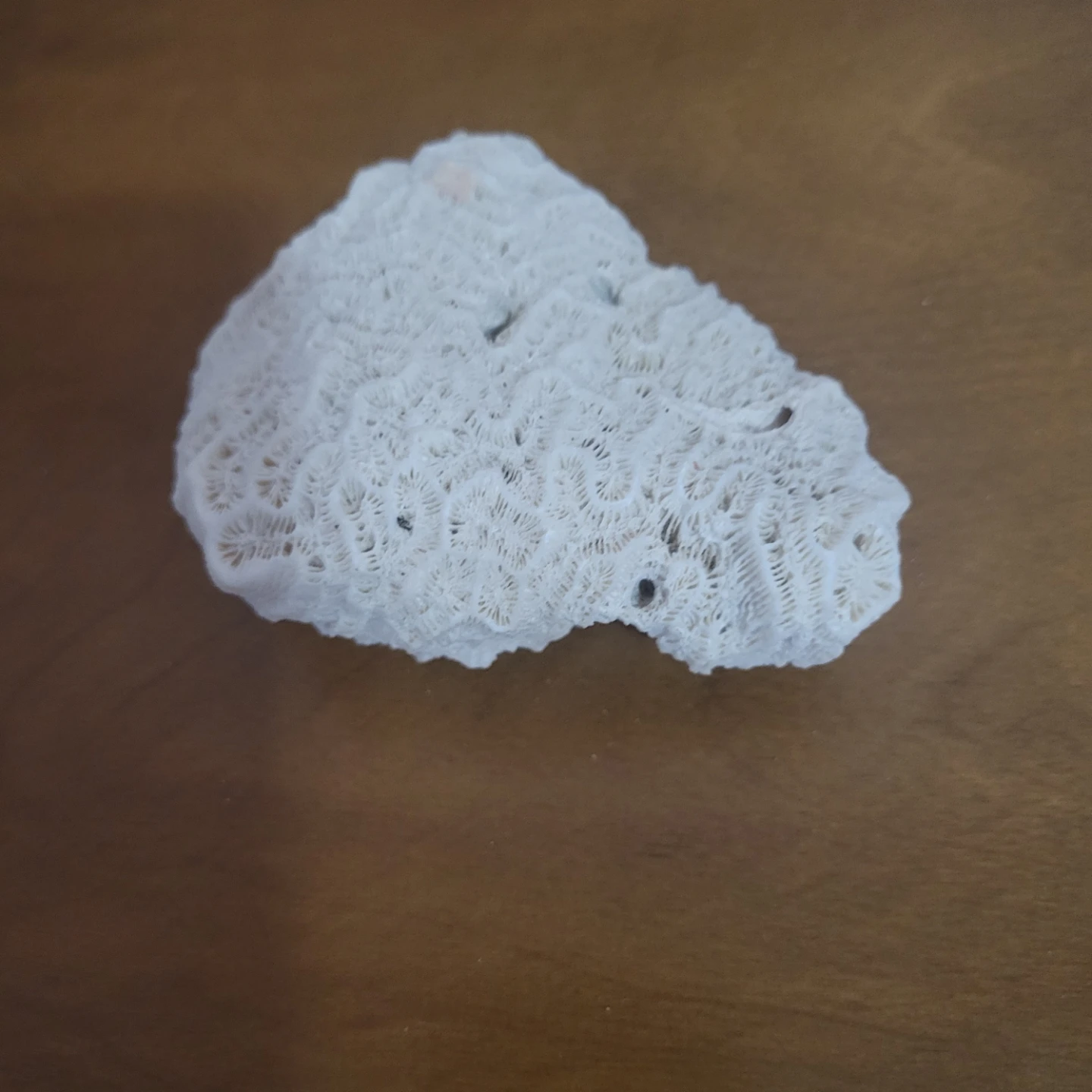 White Coral Specimen - photo 2