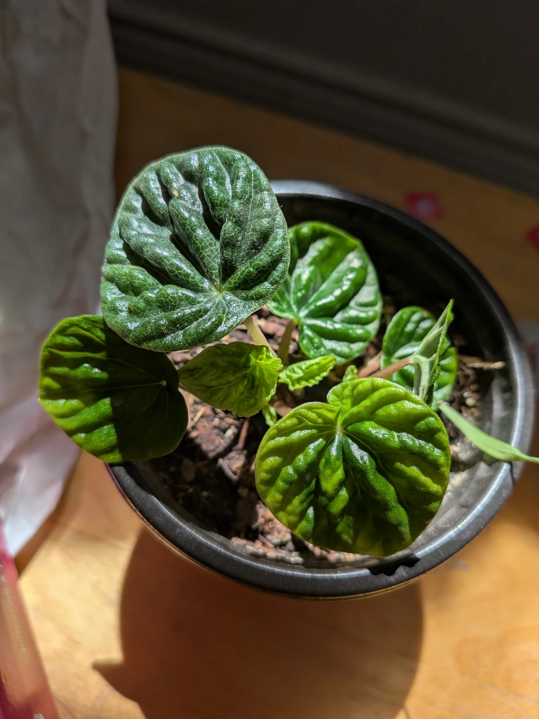 Emerald Ripple Peperomia