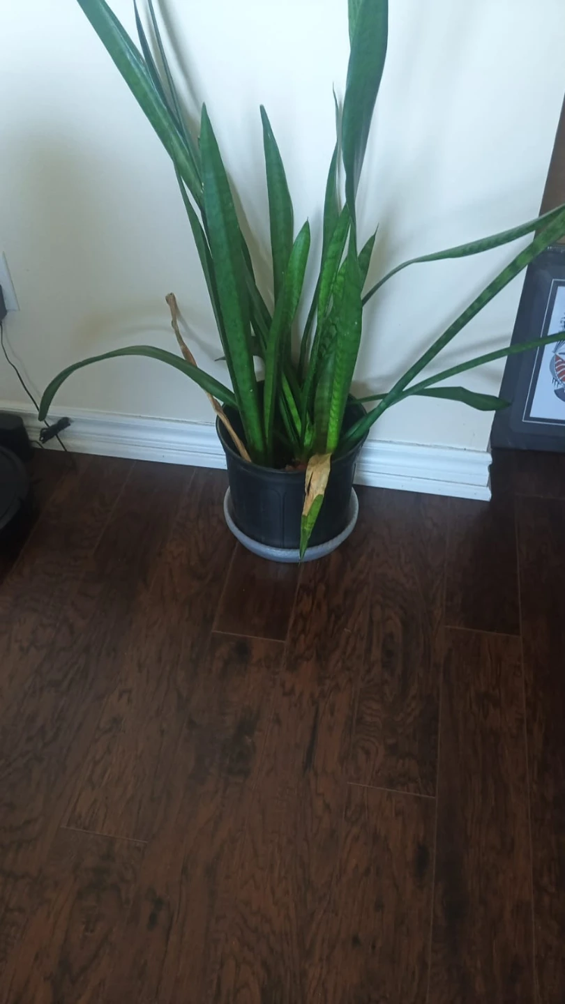 Snake Plant in Black Pot
