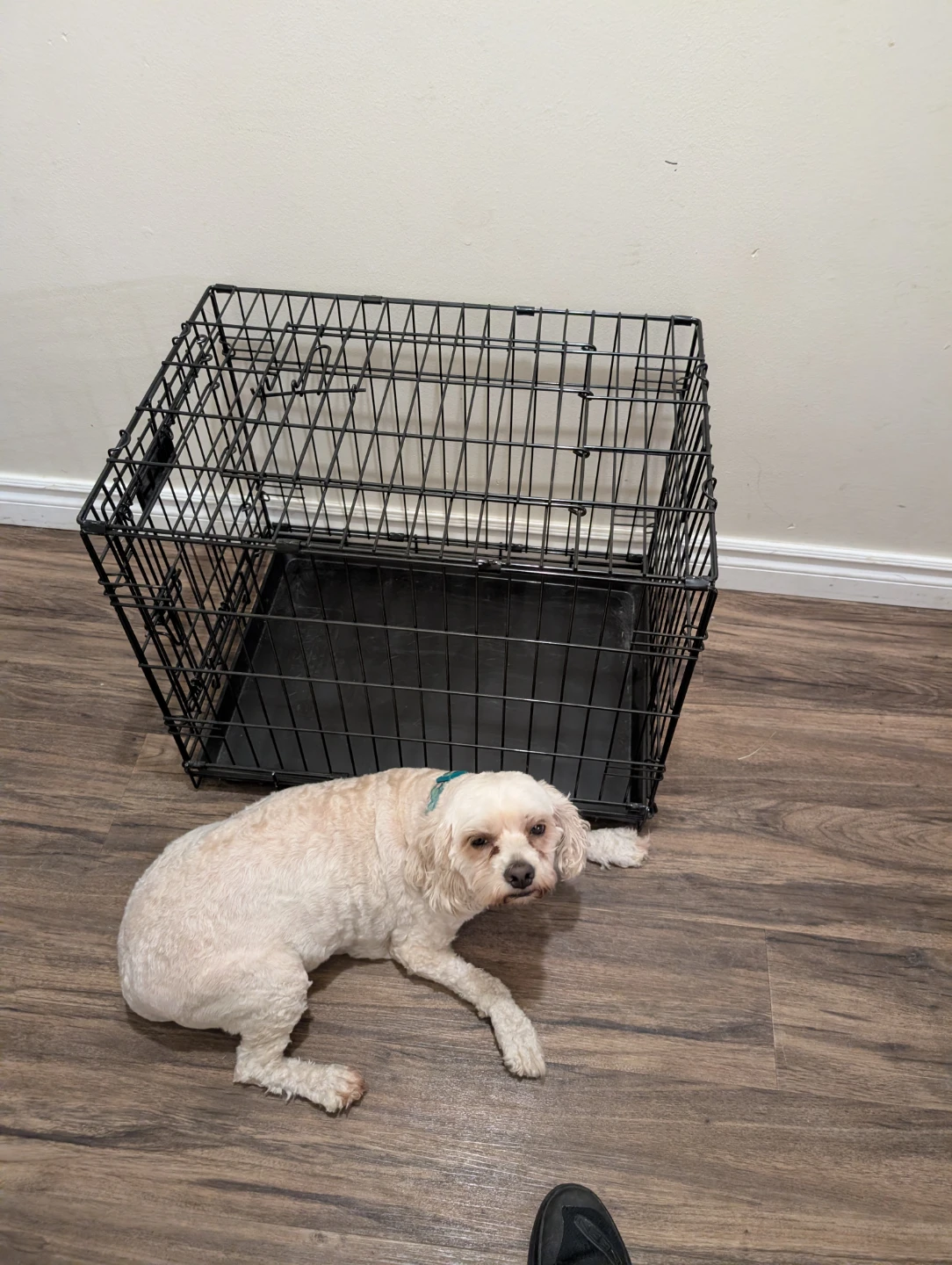 wire dog cage - photo 2