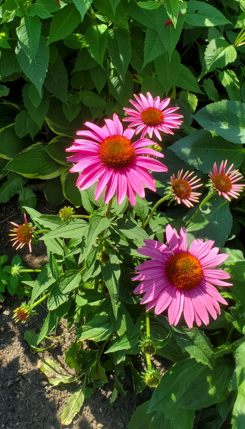 Echinacea 'Cheyenne Spirit', Coneflower - photo 2