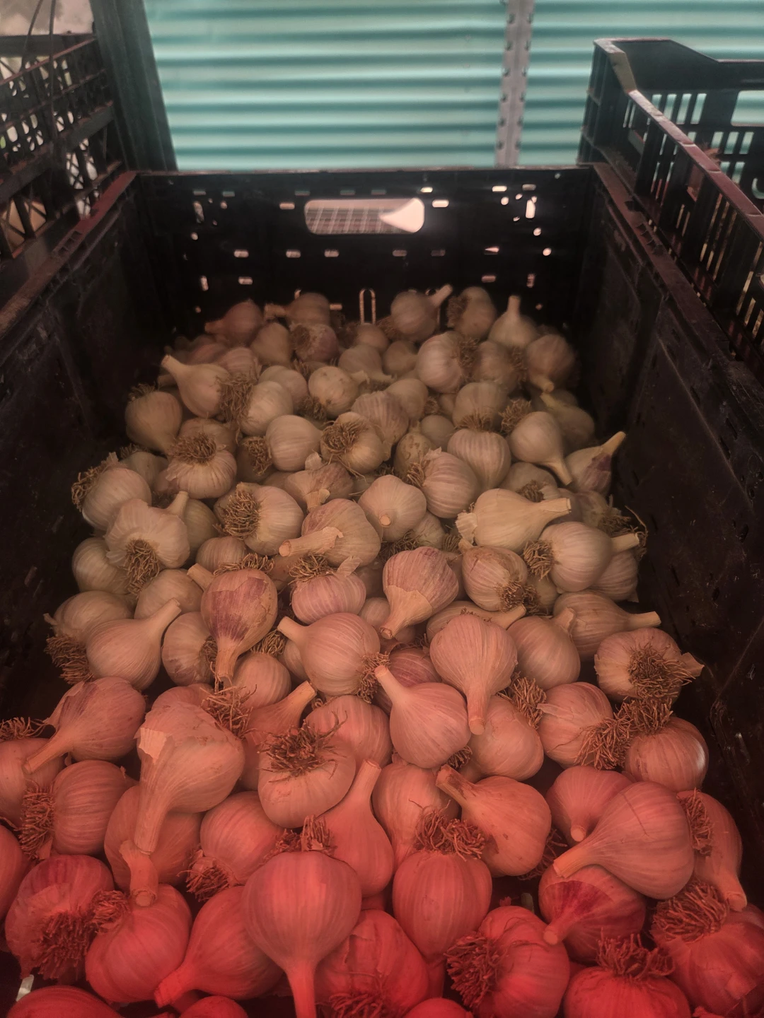 Garlic for sale