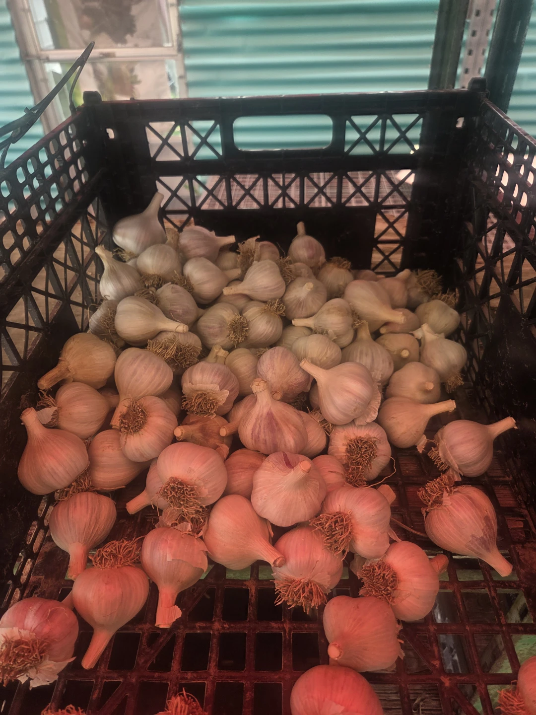 Garlic for sale - photo 2