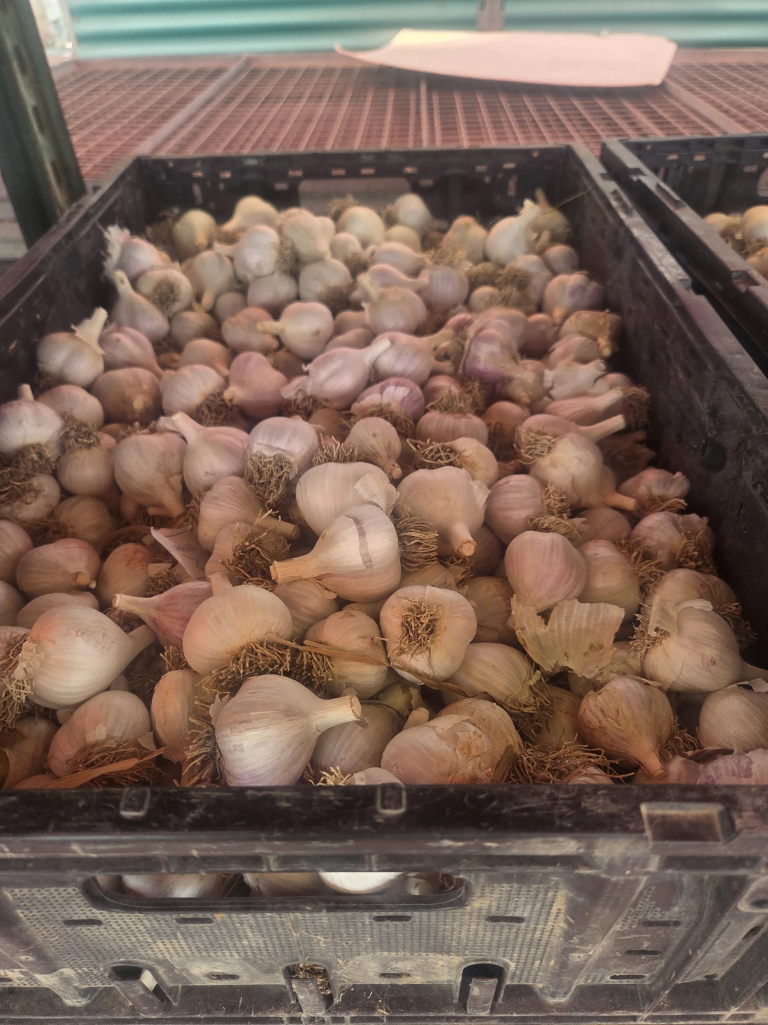 Garlic for sale - photo 3