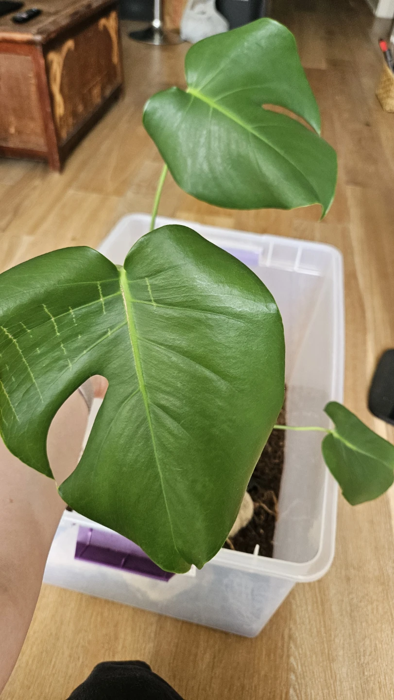Monstera deliciosa rooted cutting