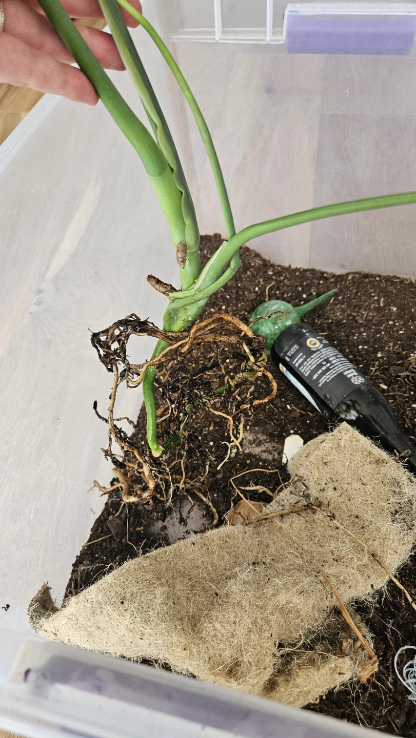 Monstera deliciosa rooted cutting - photo 2