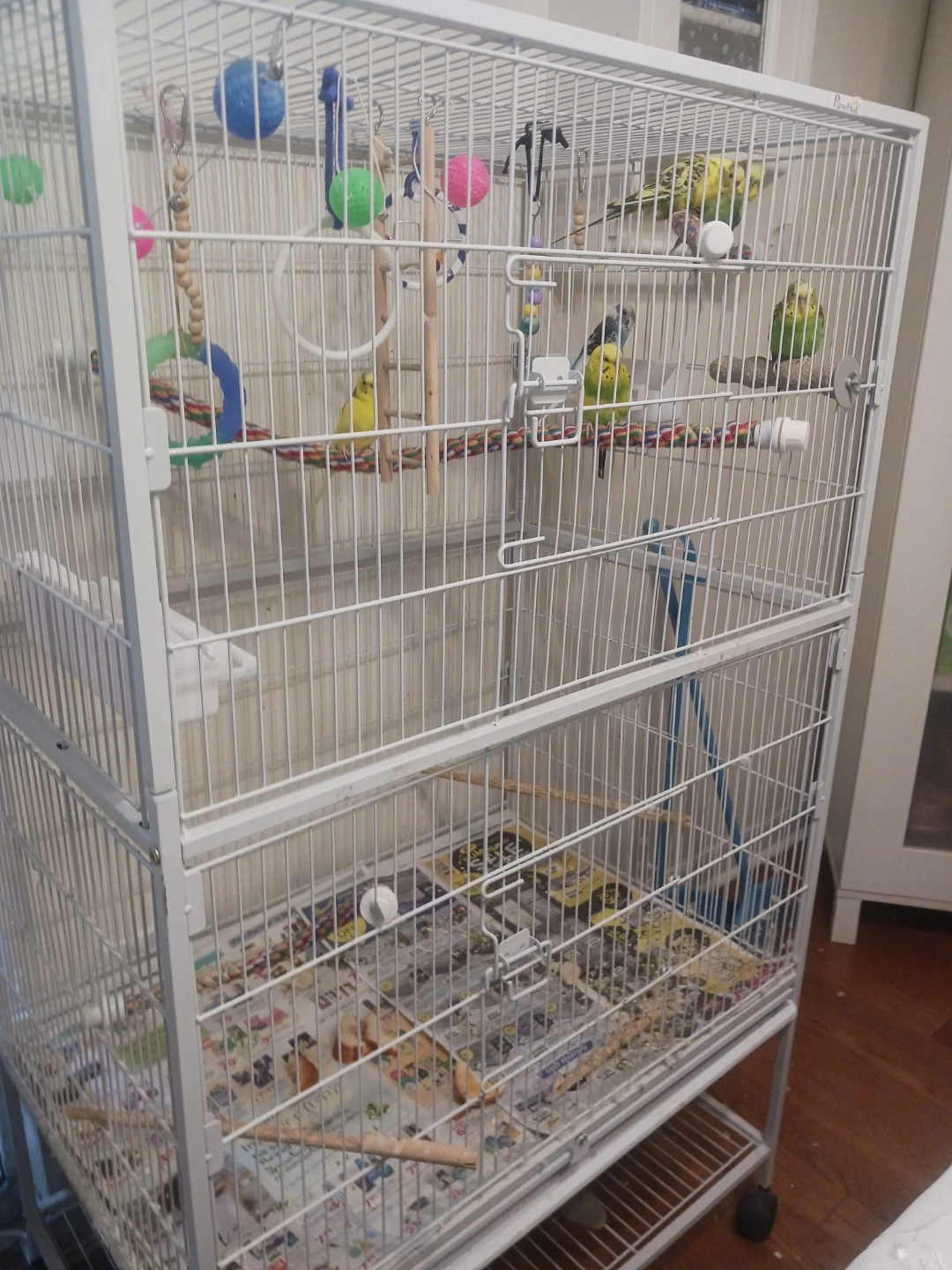 6 lovely birds & the big white cage  $300 - ONLY
