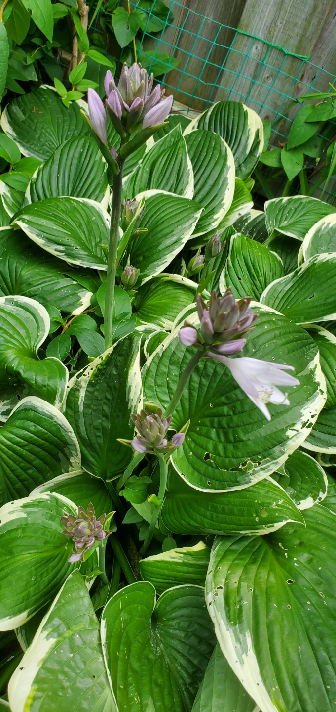 Hosta - photo 5