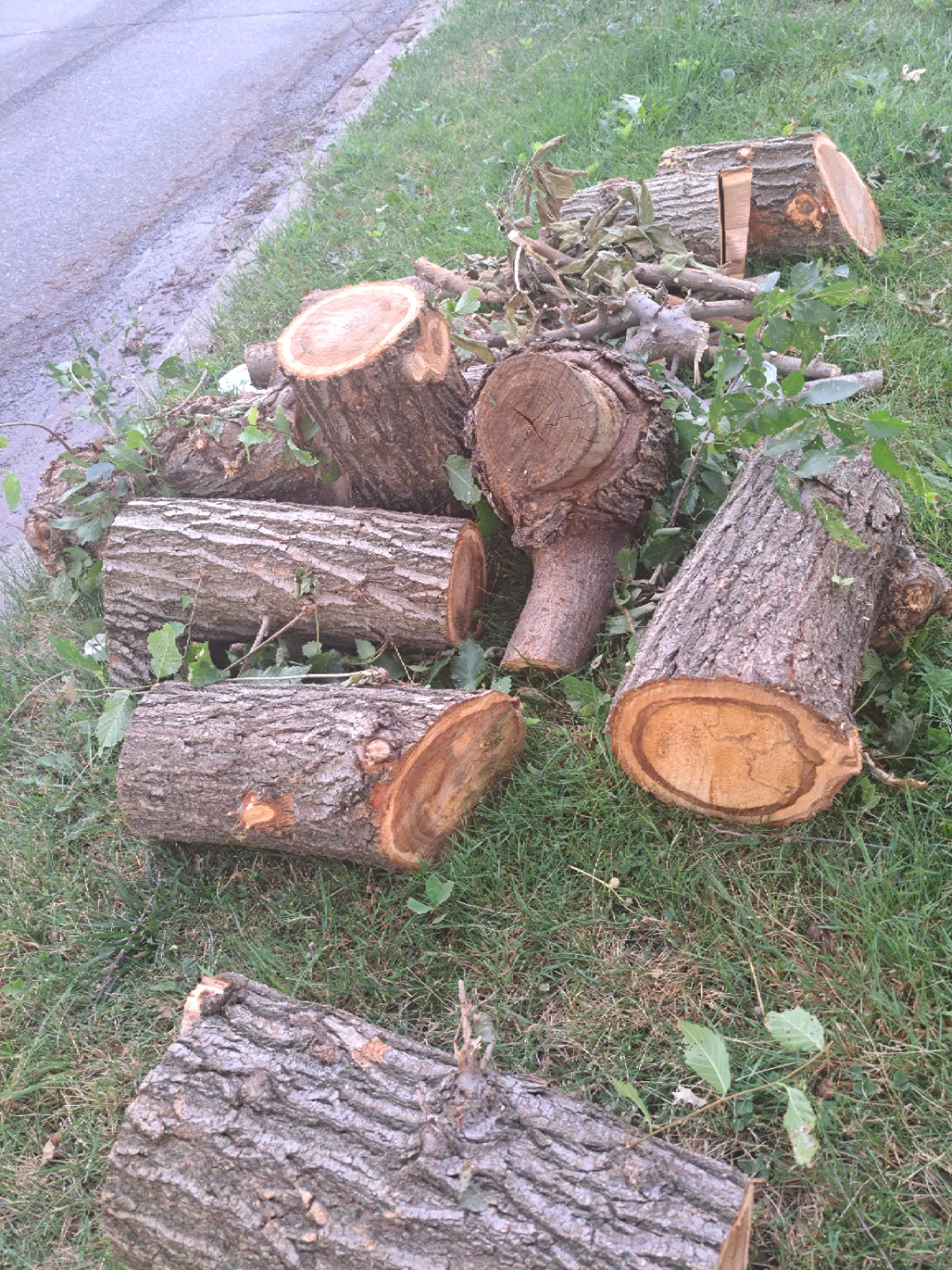 Firewood logs free - photo 2