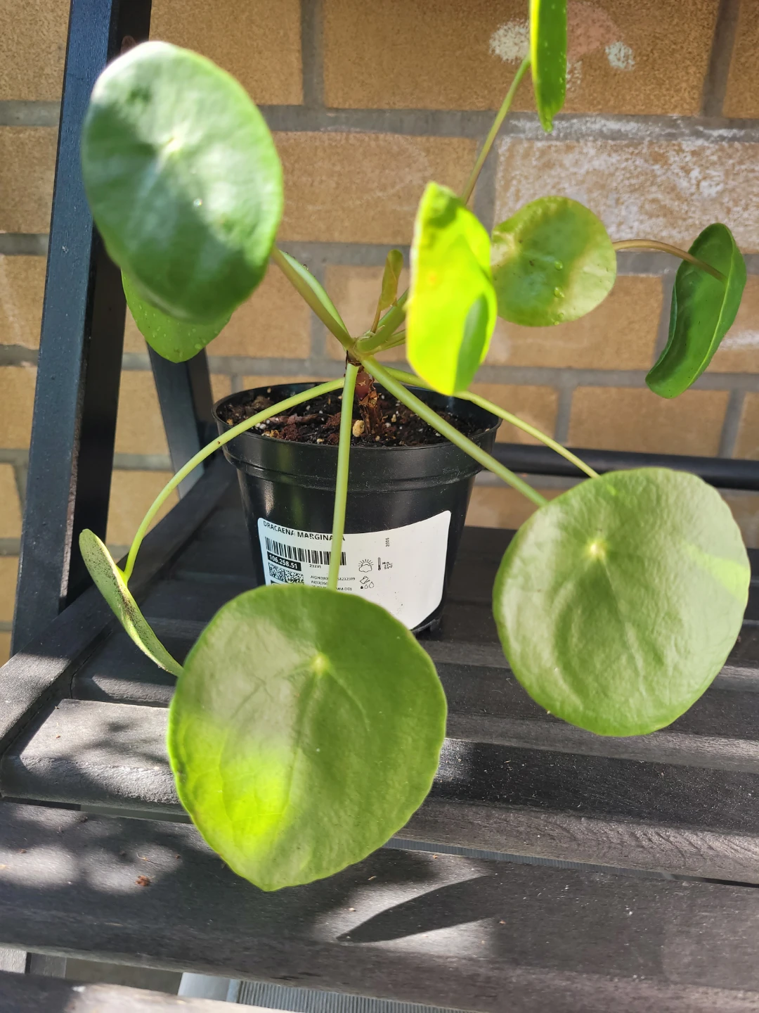 IKEA Pilea 'Pilea Peperomioides' Plant