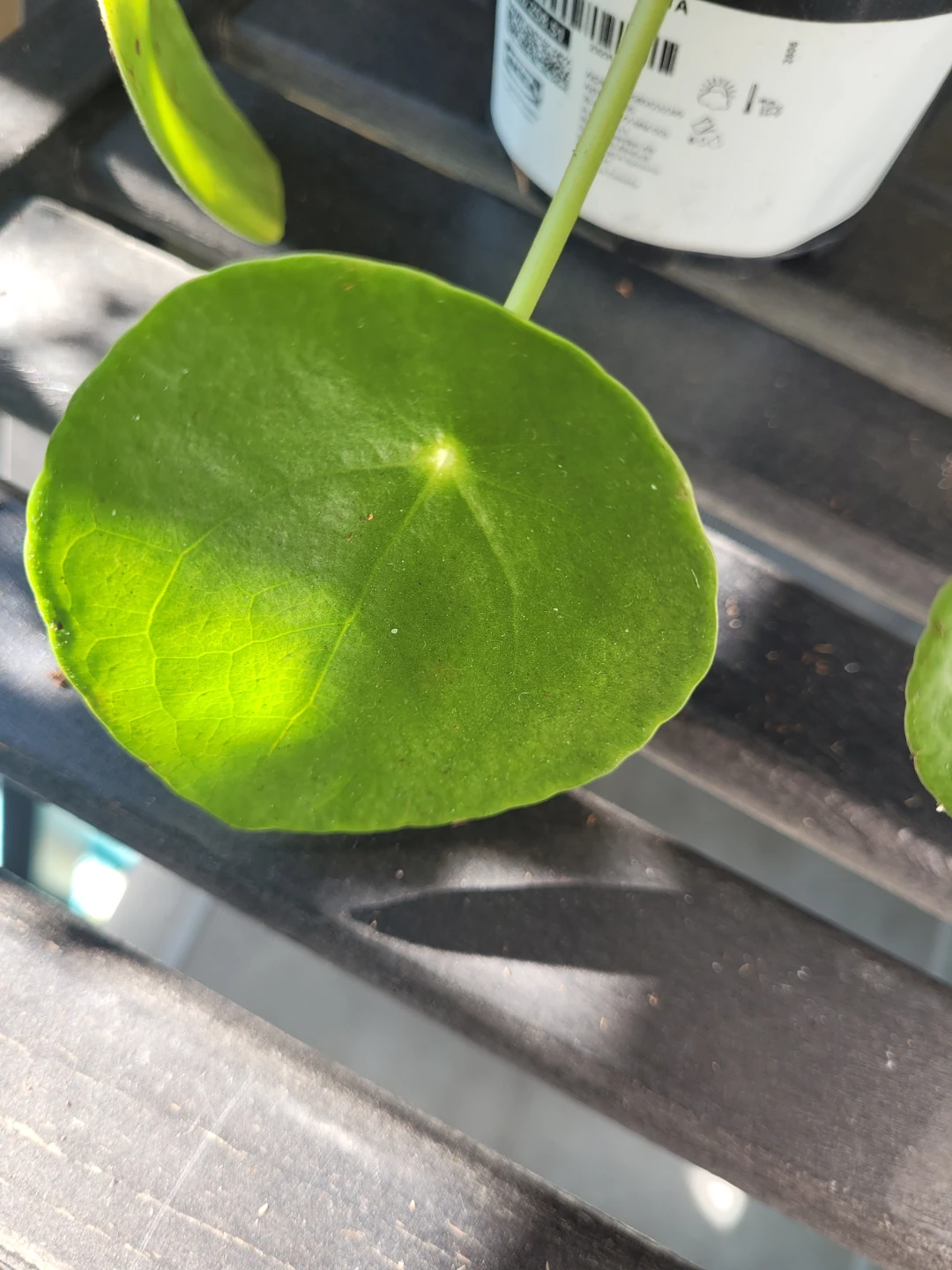IKEA Pilea 'Pilea Peperomioides' Plant - photo 2