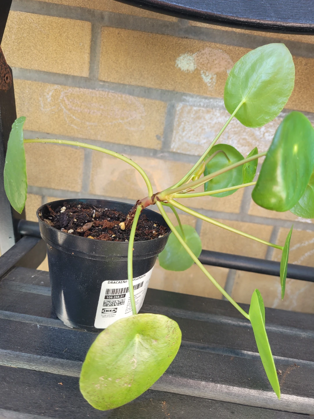 IKEA Pilea 'Pilea Peperomioides' Plant - photo 3