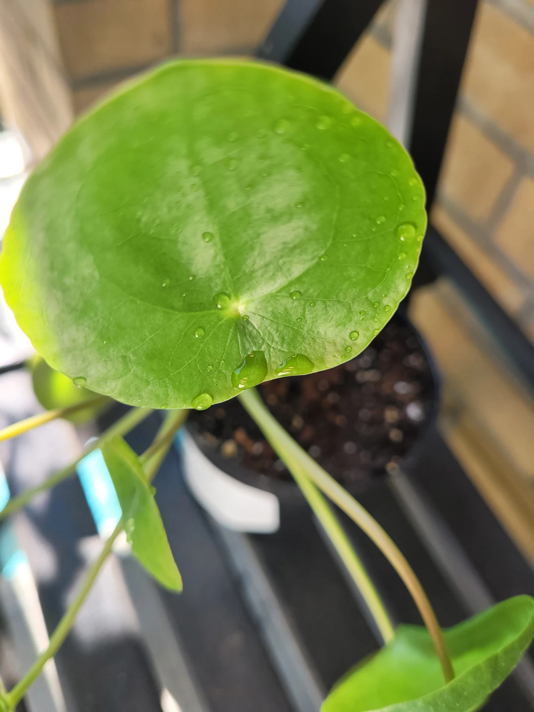 IKEA Pilea 'Pilea Peperomioides' Plant - photo 4