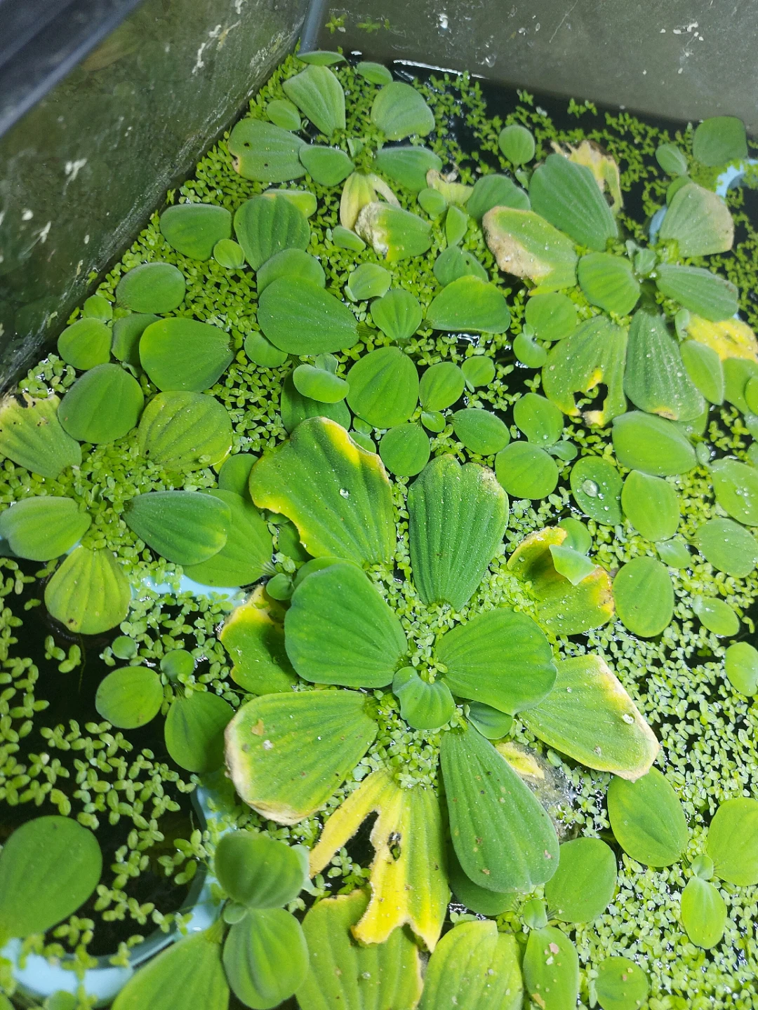 Duck weed and water lettuce - photo 2