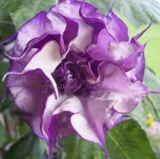 Moonflower Seedlings