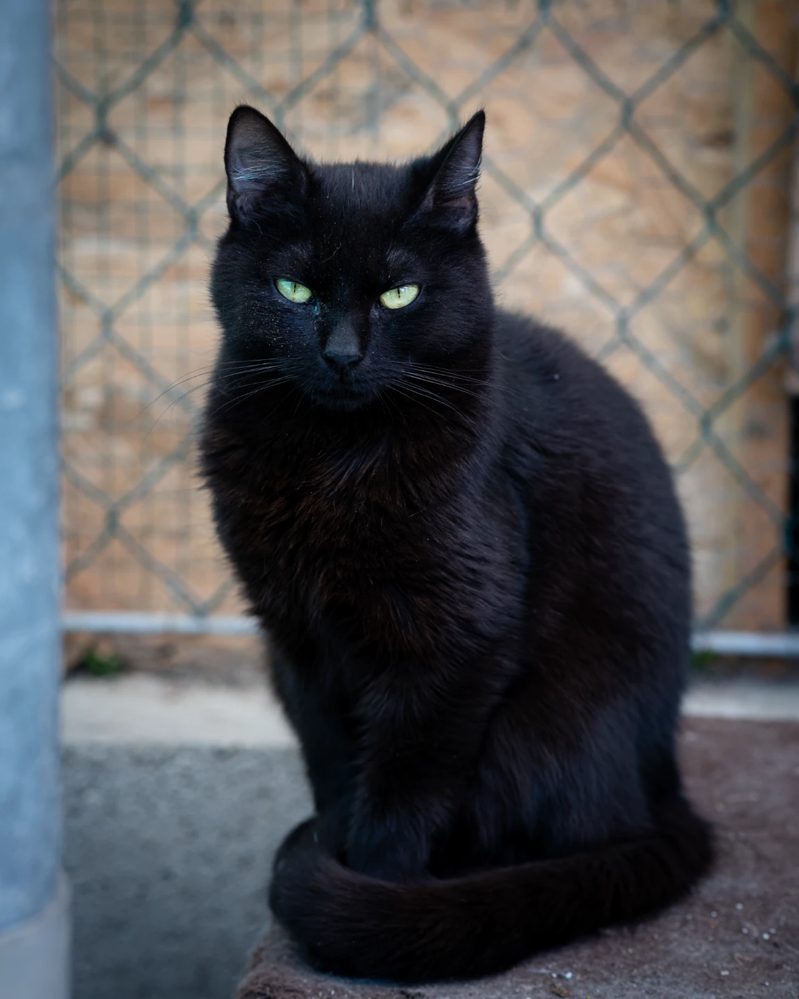 Lost Black Cat. No collar