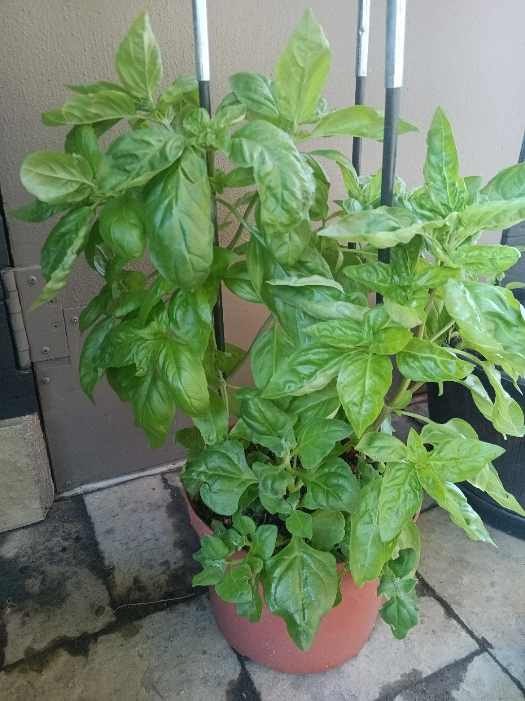 Fresh Basil Plants