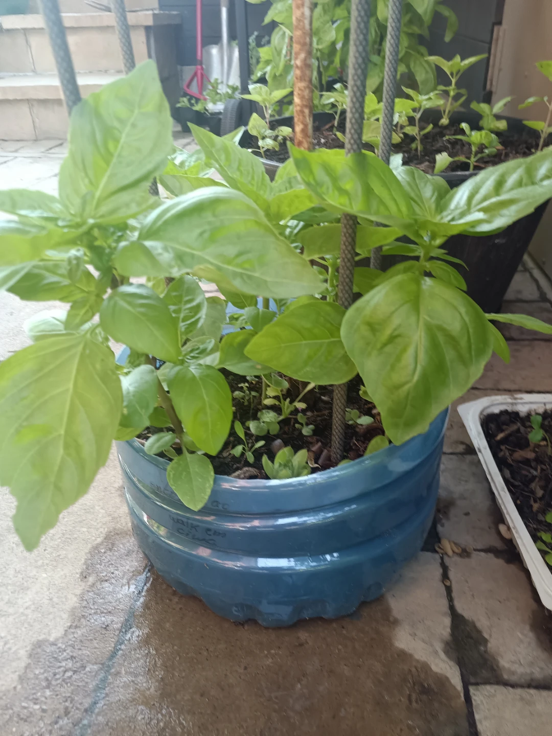 Fresh Basil Plants - photo 2