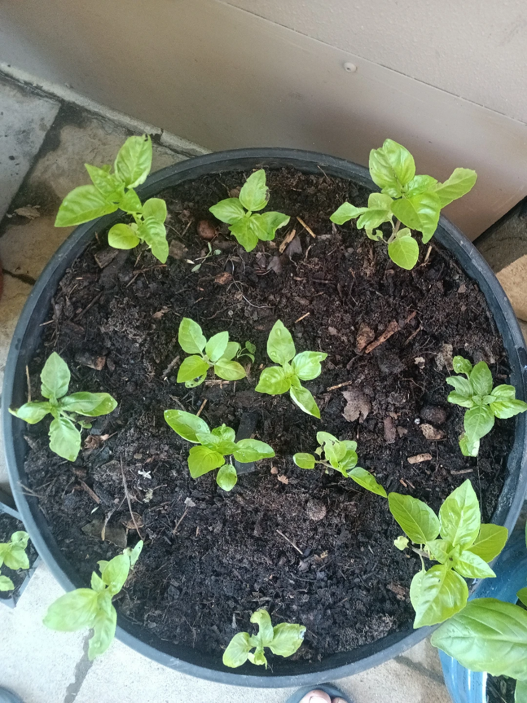 Fresh Basil Plants - photo 3