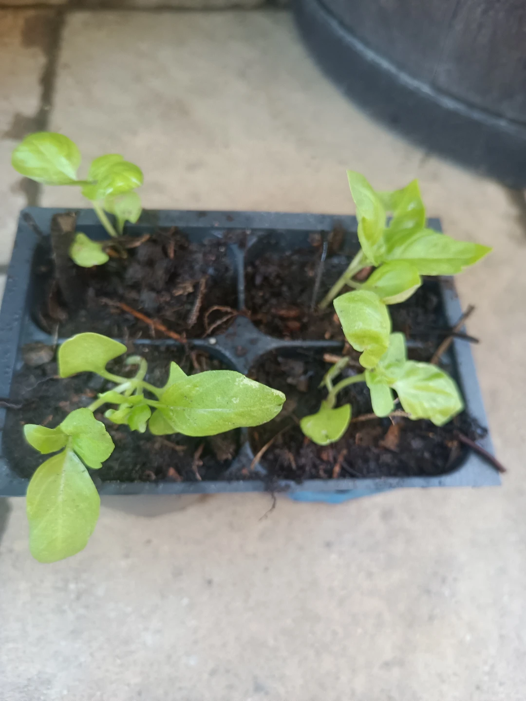 Fresh Basil Plants - photo 4