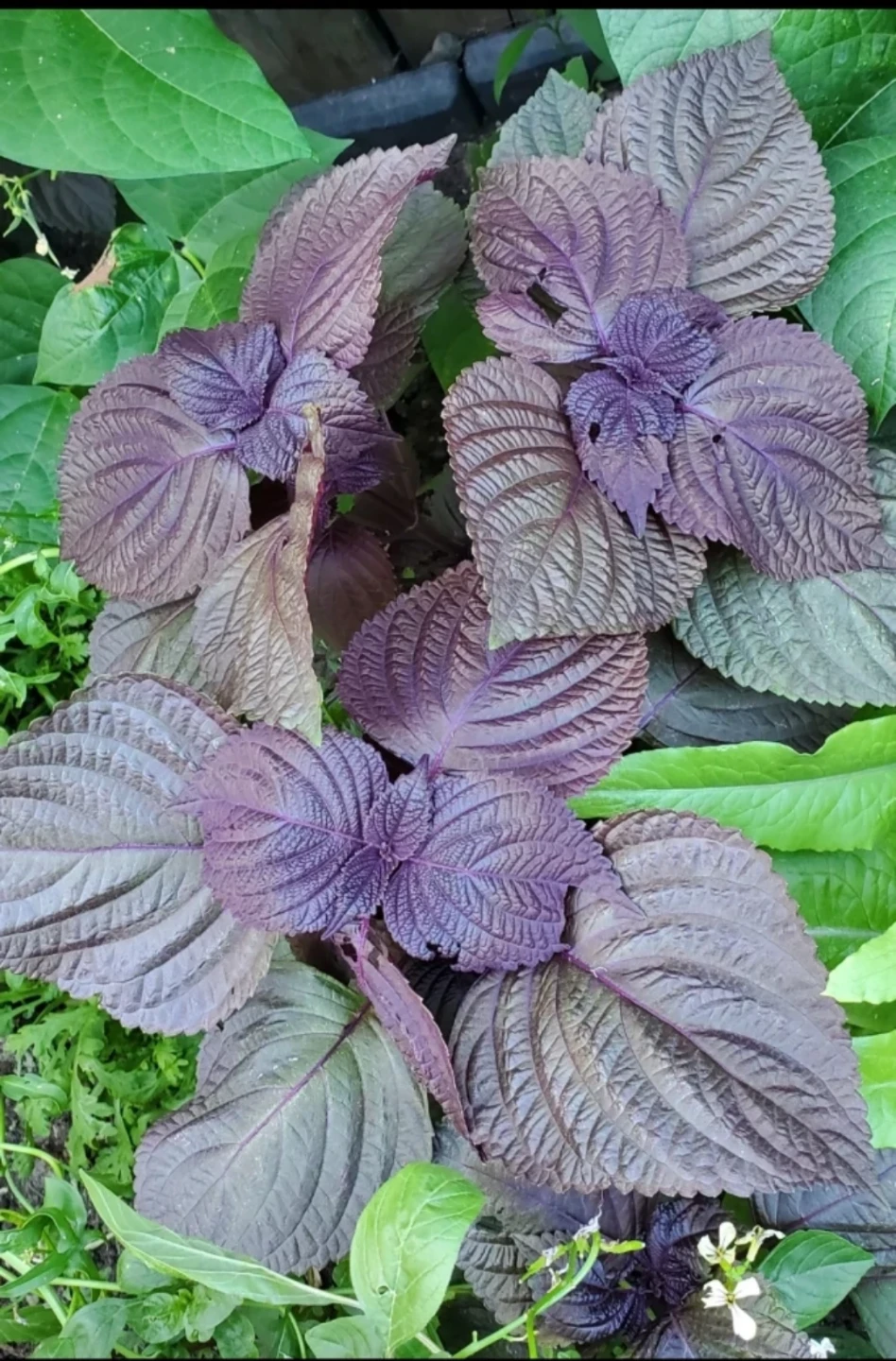 Perilla