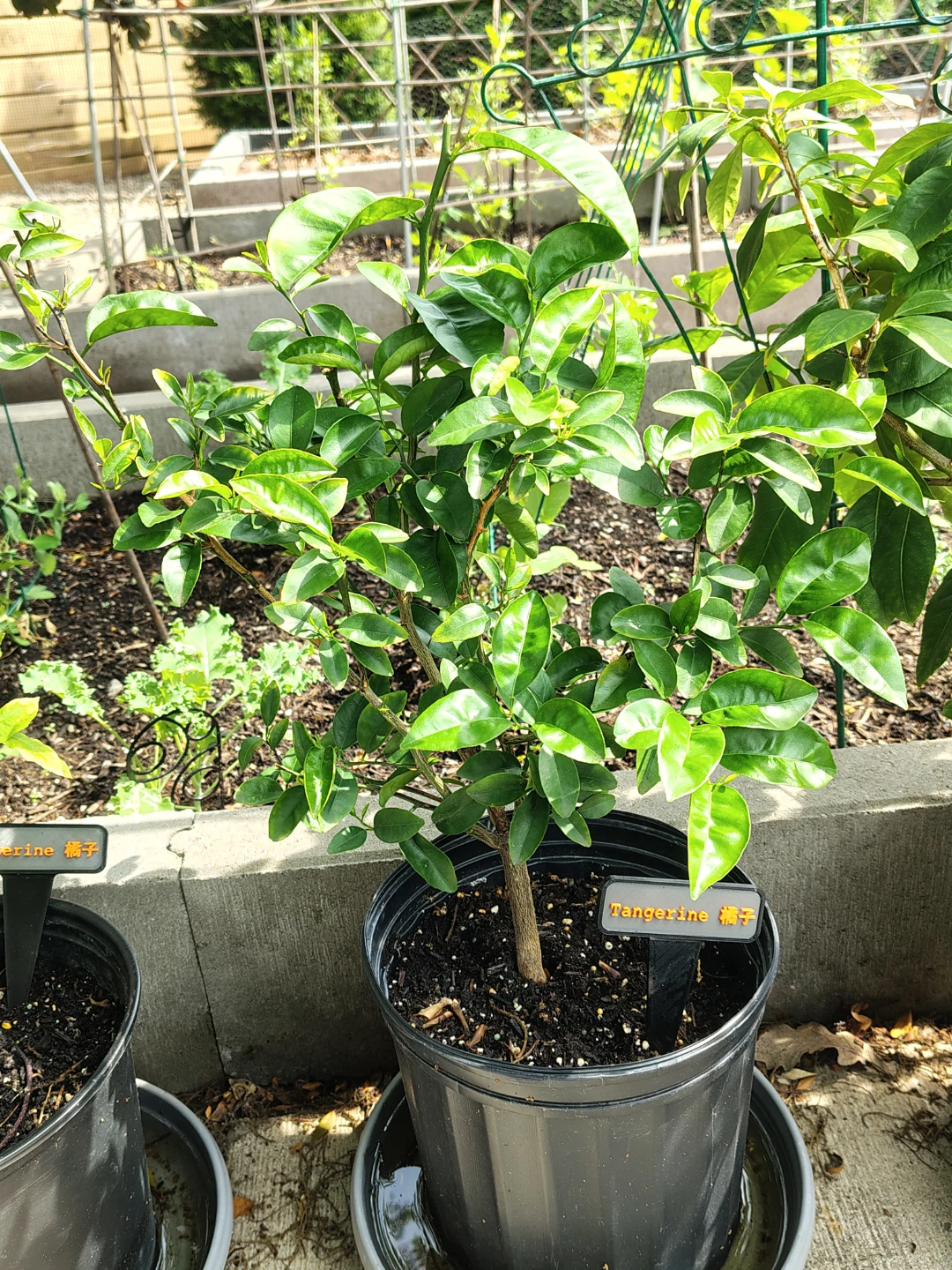 Tangerine Tree Plant - photo 3