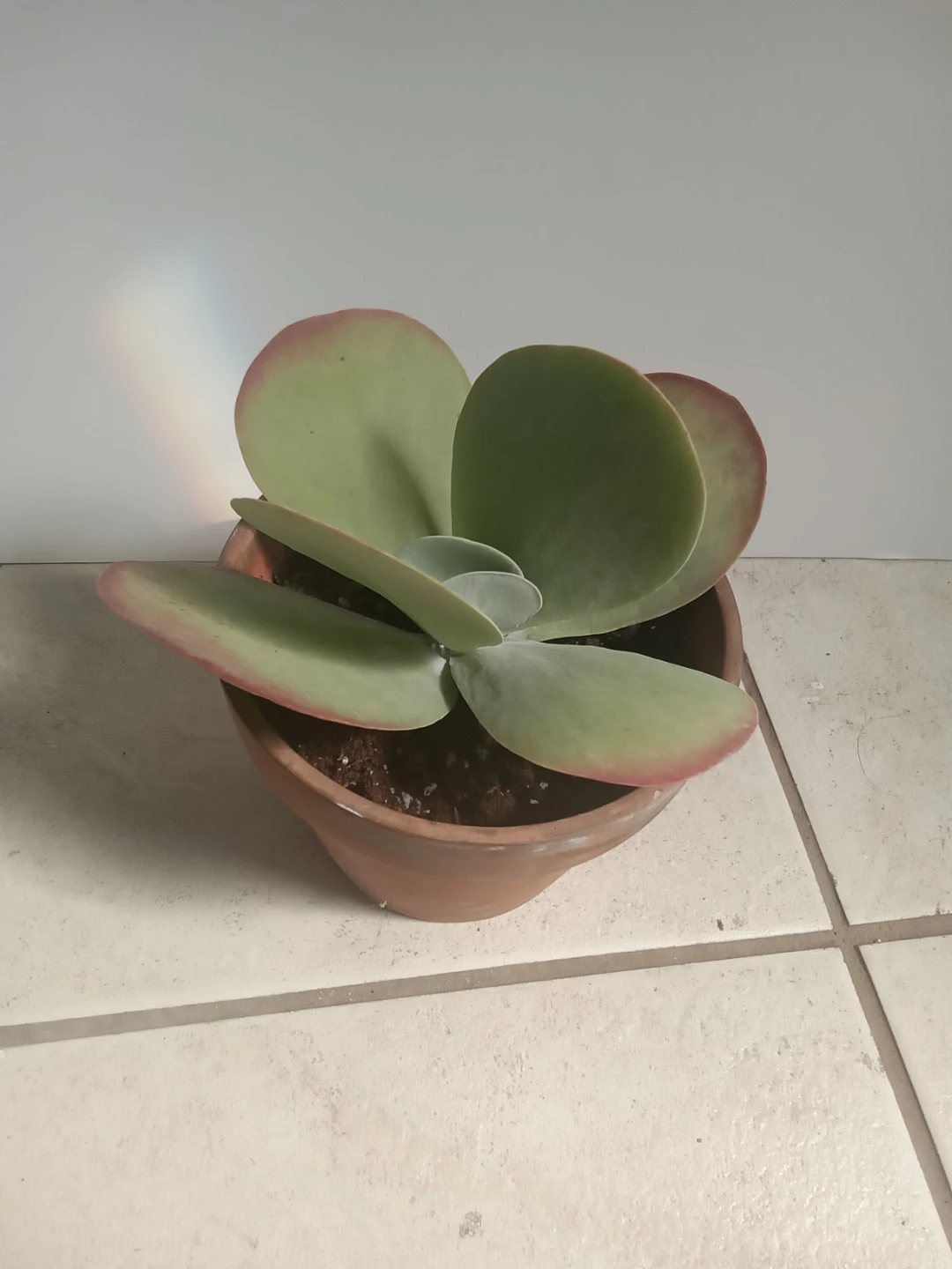 Kalanchoe thyrsiflora Plant