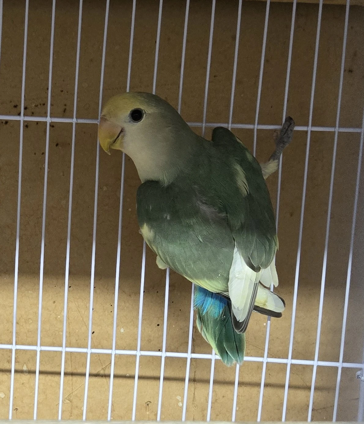Lovebird for sale