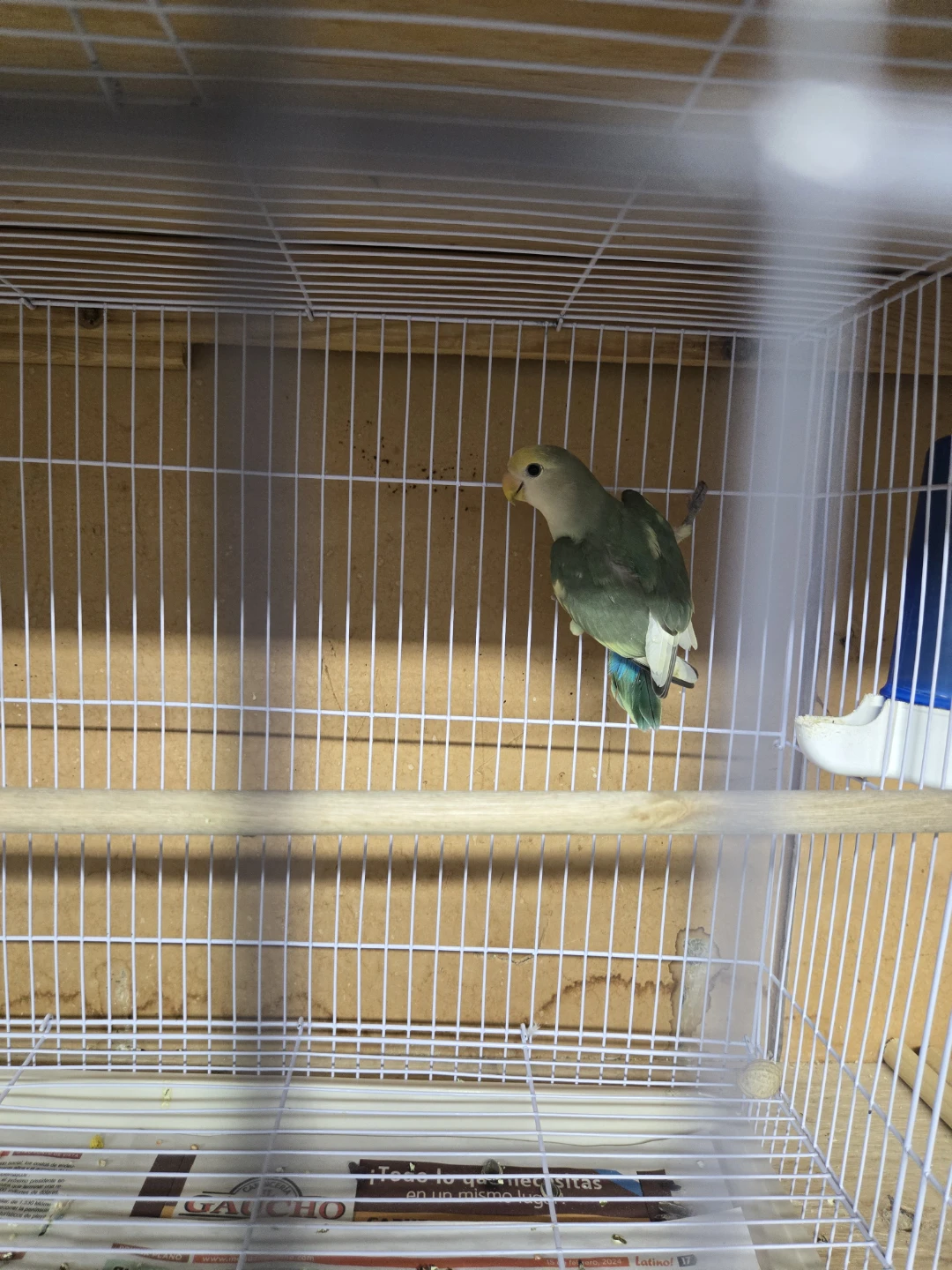 Lovebird for sale - photo 2