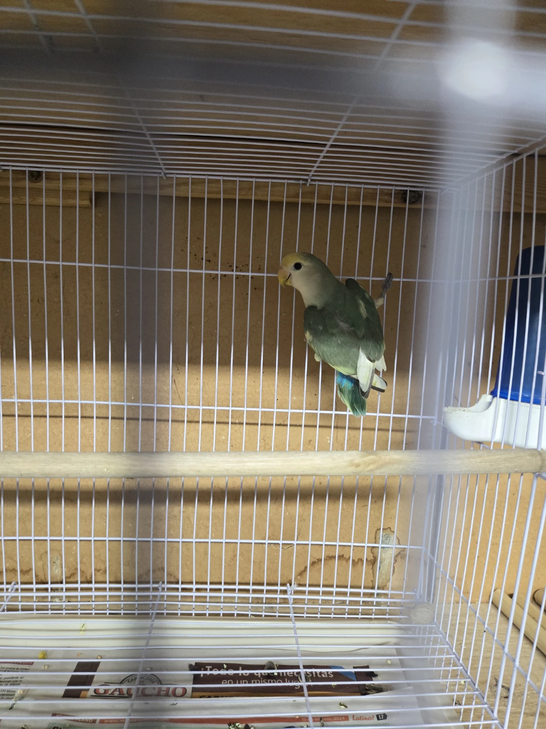 Lovebird for sale - photo 3
