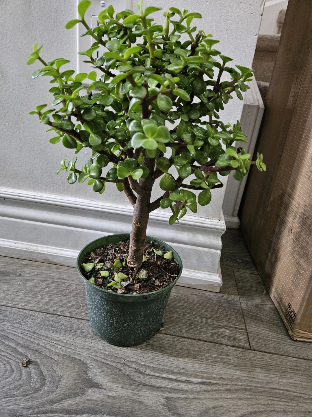 Jade Plant