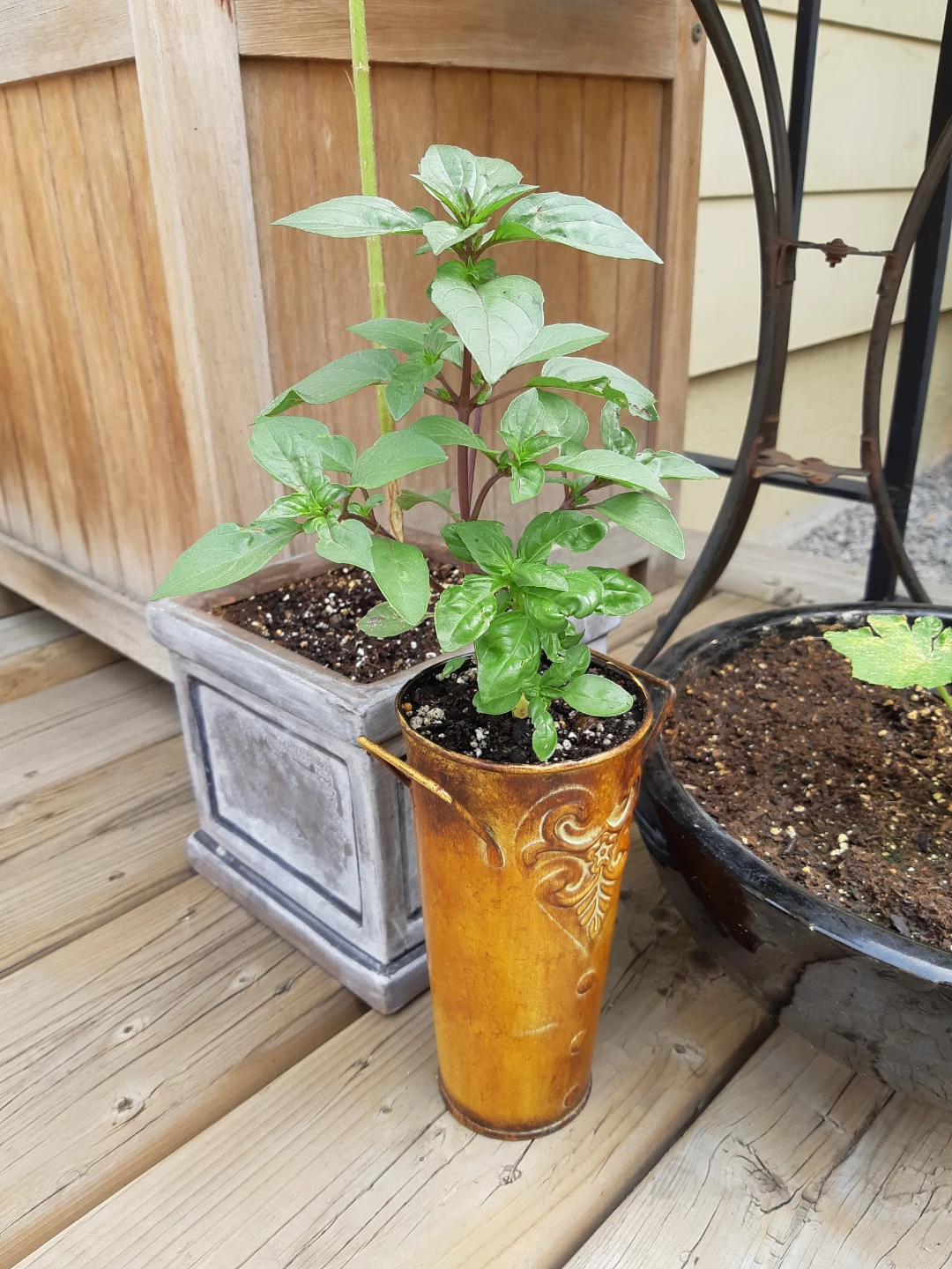 Basil Plants available - photo 2