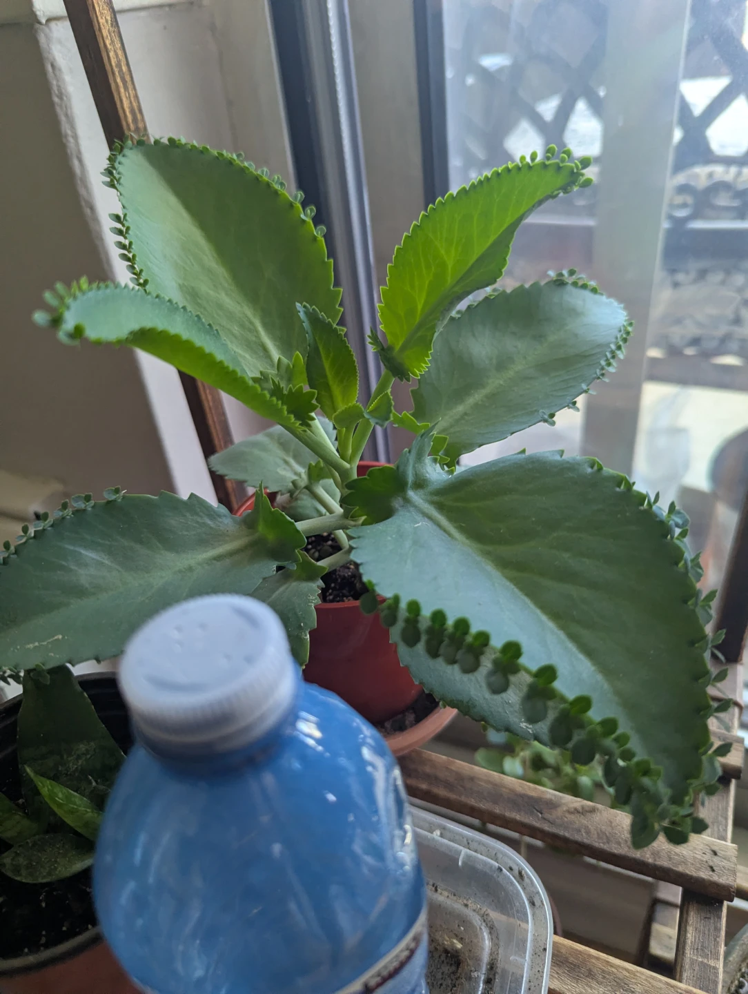 Kalanchoe "Mother of Thousands" Plant