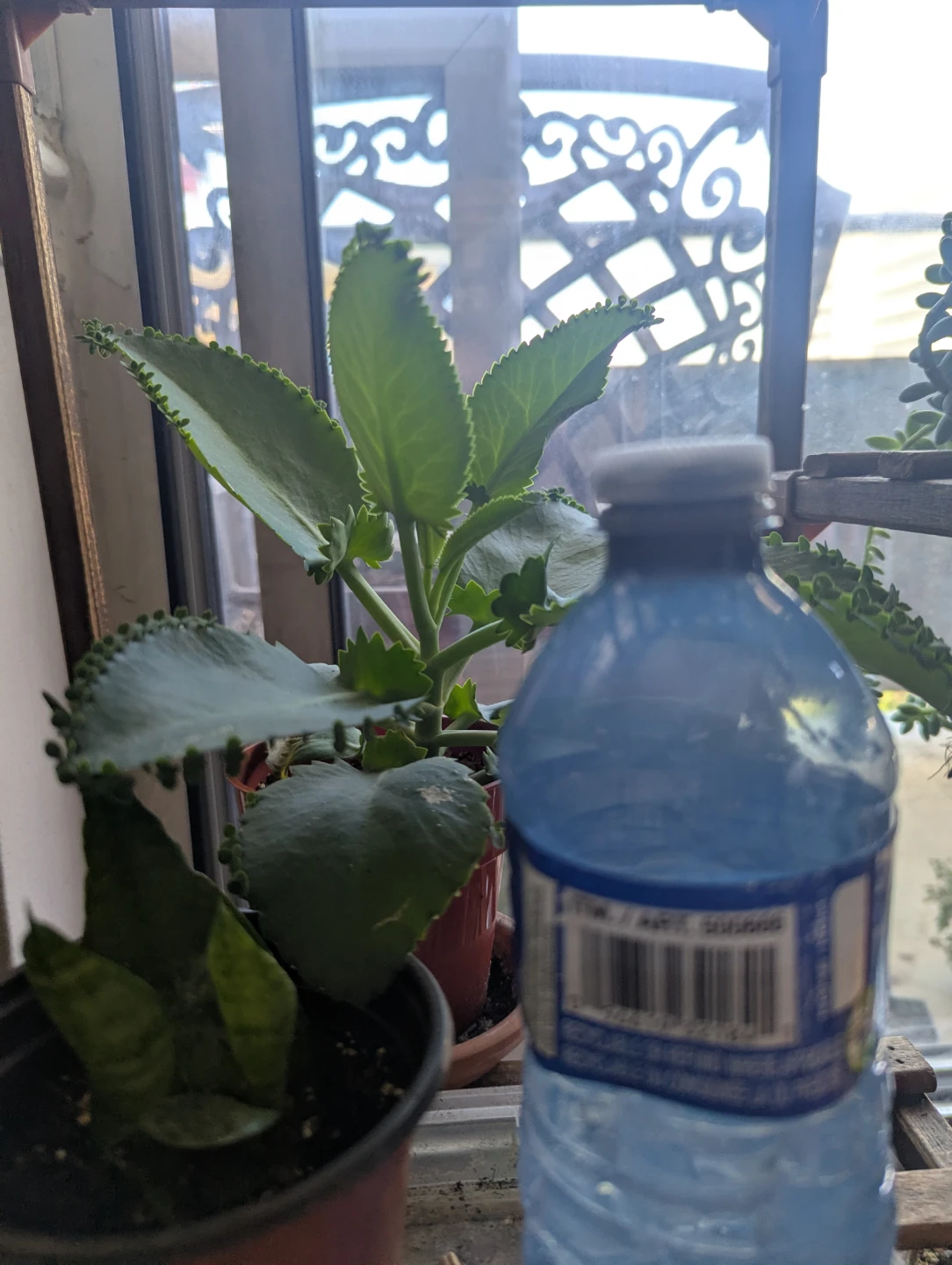 Kalanchoe "Mother of Thousands" Plant - photo 2