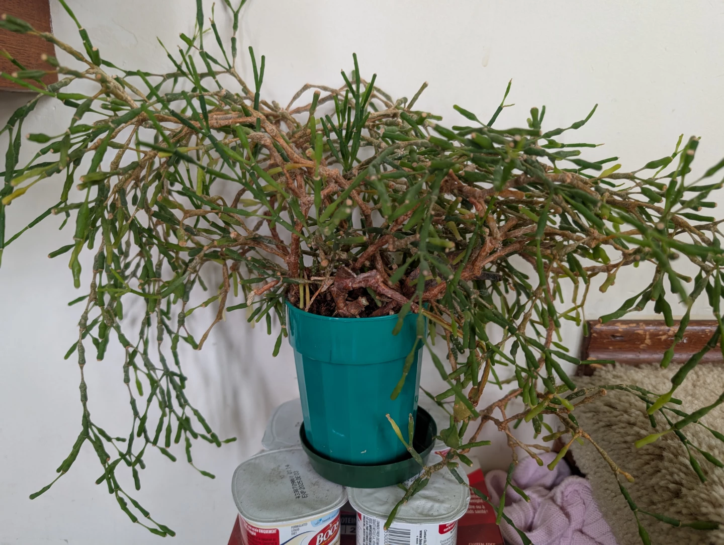 Health Indoor Dancing Bones Cactus (Hatiora salicornoides)