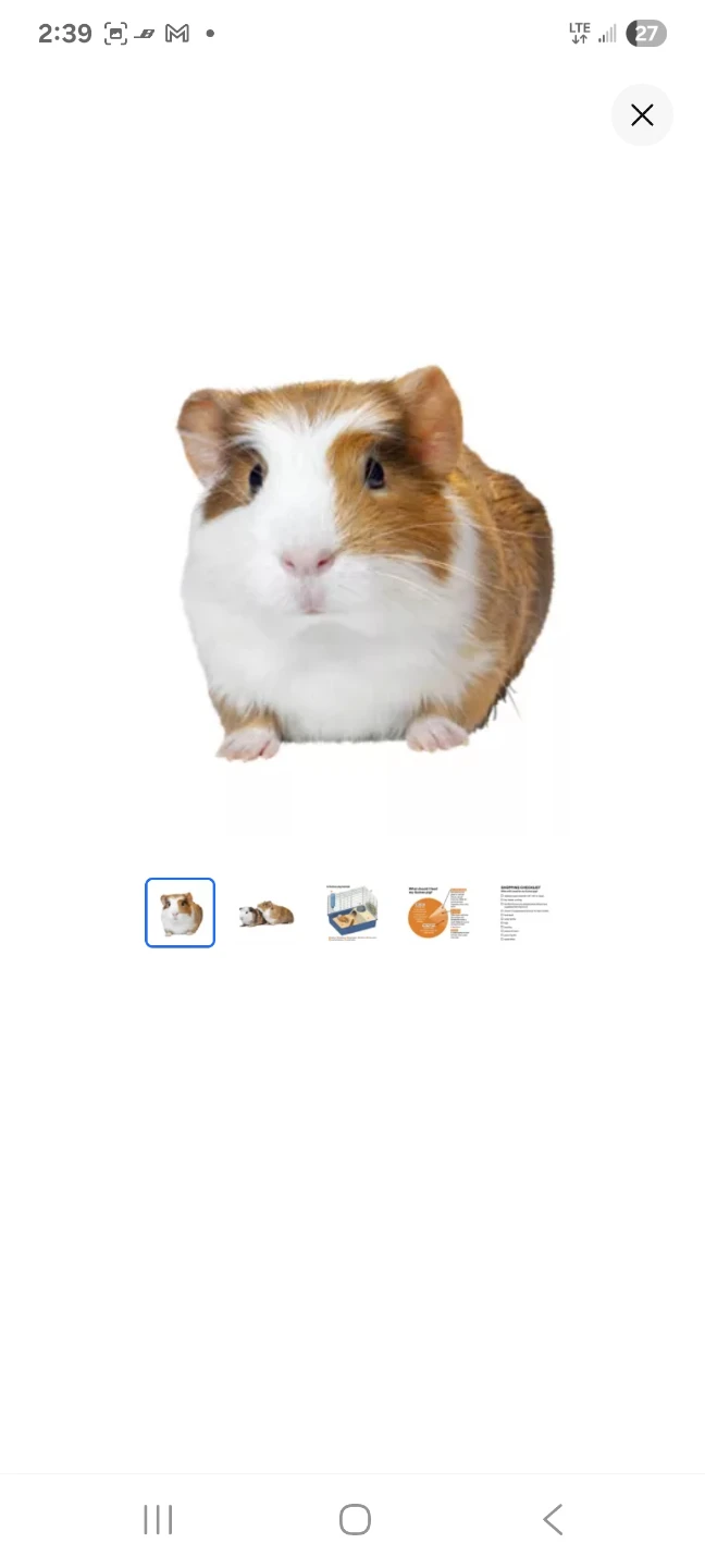 Guinea Pig