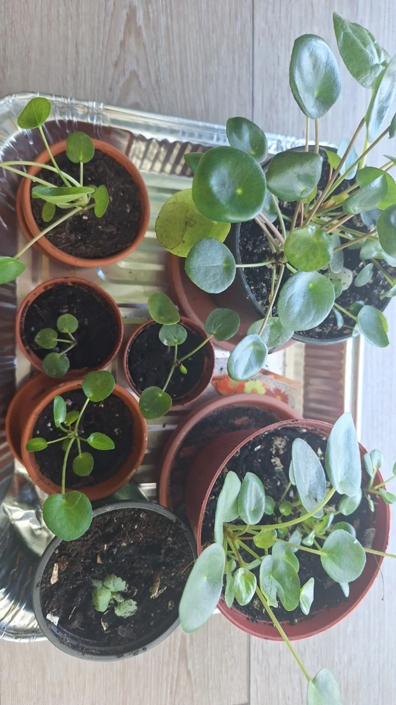 Pilea plants
