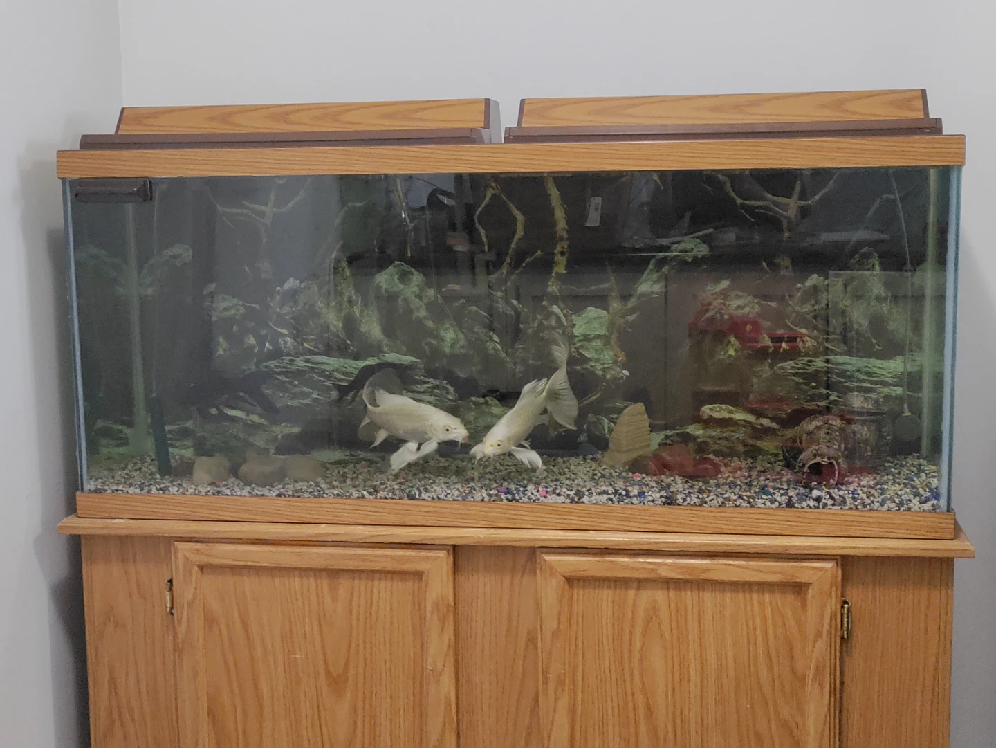 Aquarium Tank