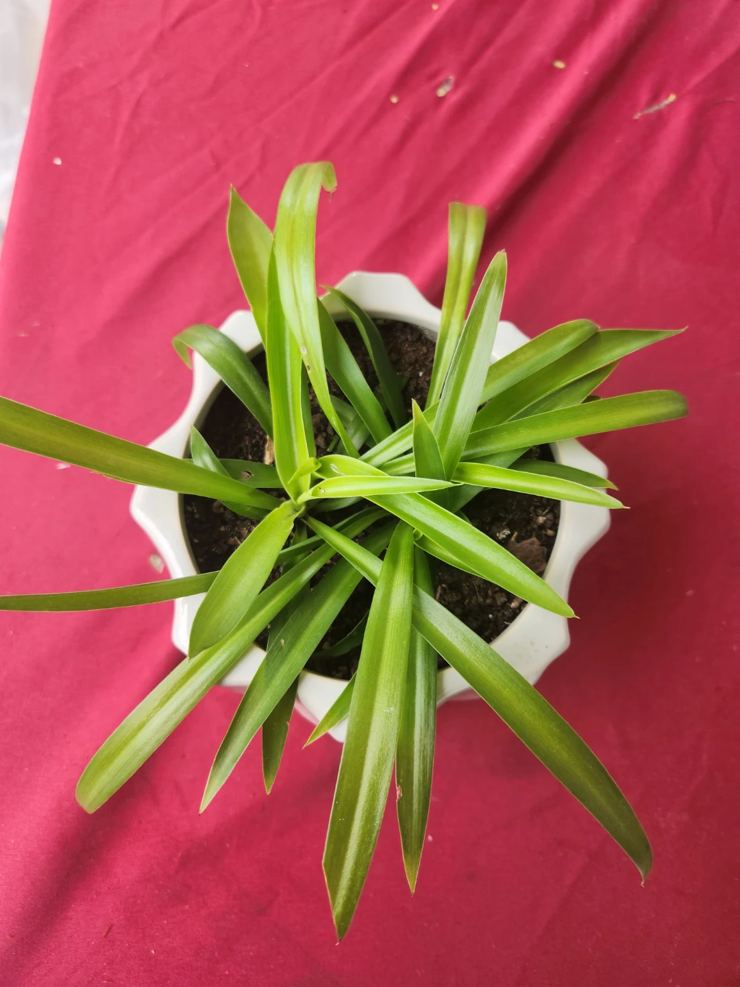 Spider Plant in 5.5" White ceramic Geometric Pot - photo 2