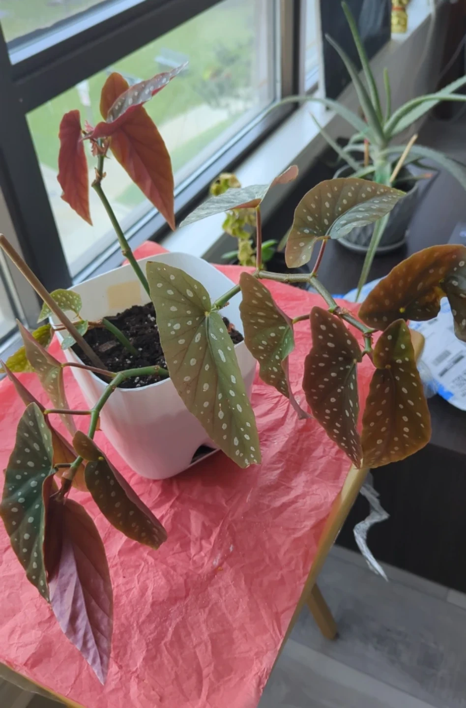 Begonia Maculata Plant - photo 3