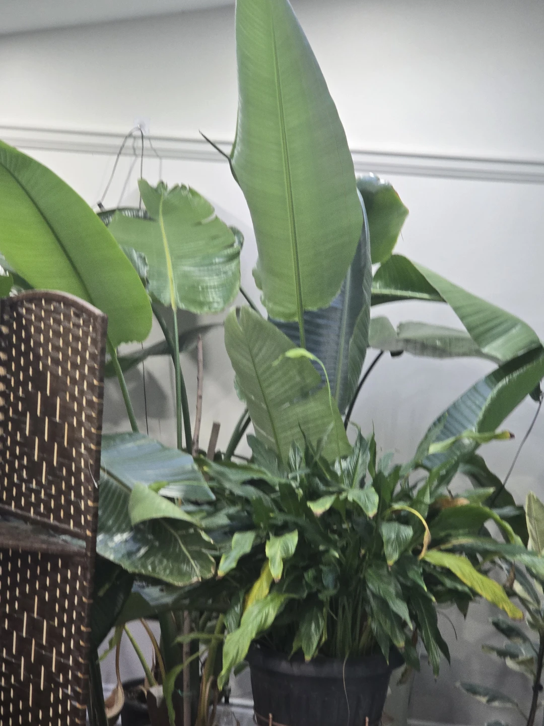 Large Natural Bird of Paradise Plant