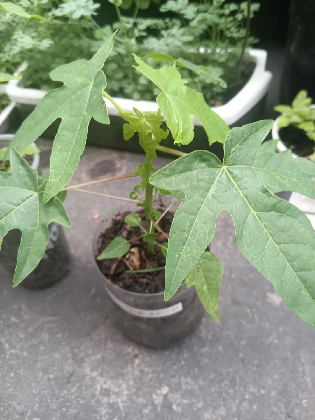 Papaya Seedling Plants
