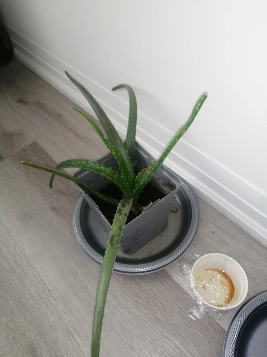 Aloe Vera Plants